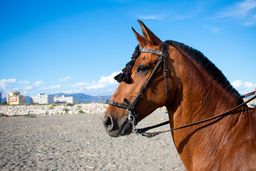 Portrait of a brown horse. Portrait of a Spanish horse on the beach. Horse on the Spanish coast....
