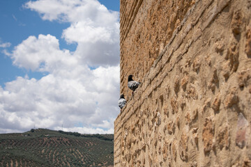Pigeons on a wall. Pigeons waiting on the historic wall of the building. Flock of pigeons gathered by the wall.