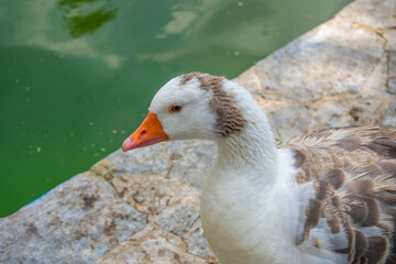 Ducks sitting and walking around a fountain on a sunny day in Cordoba, Andalusia, Spain.
