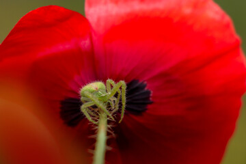 Very small green and red spider isolated on papaver flower. Crab spider on stem of plant. Heriaeus...