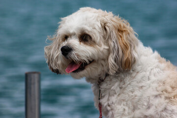 Portrait of White Dog