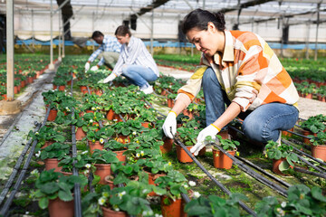 Greenhouse staff caring for potted strawberry sprouts at day