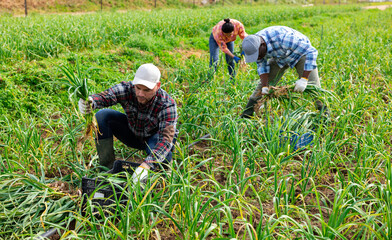 Man gardener harvesting fresh young garlic on field with co-workers.