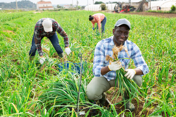 African american man with a team of farmers harvesting garlic