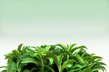 Stevia rebaudiana.Dietary natural sweetener .stevia fresh green twig. Stevia plant isolated on...