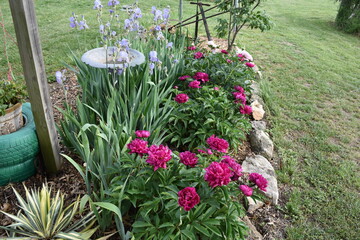 Flower Garden with Peony Flowers and Iris Flowers