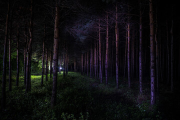 Beautiful night landscape shot in scary forest. Magical lights sparkling in mysterious pine forest at night.