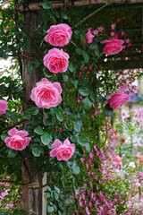 美しいピンク色バラの風景