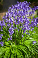 Bule Spanish bluebell Hyacinthoides hispanica flowers. Pretty purple spanish bluebell flowers in the spring garden