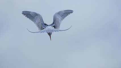 Forster's Tern