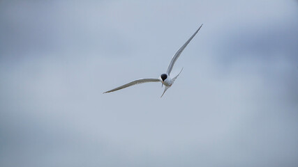 Forster's Tern