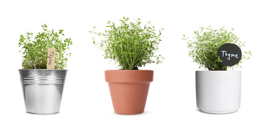 Thyme plants growing in different pots isolated on white
