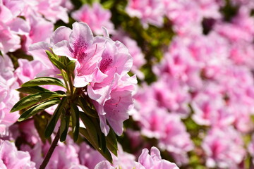 満開に咲くピンクのツツジ