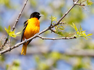 Baltimore Oriole perched on a tree branch in the forest, Canada