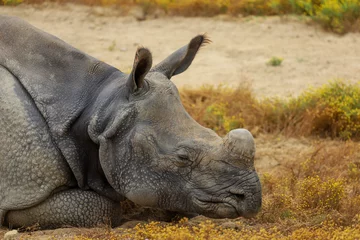 Deurstickers A greater one-horned rhino laying down sleeping. © Romar66