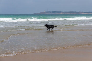 Fototapeta na wymiar Black dog enjoying the waves on the sea beach 