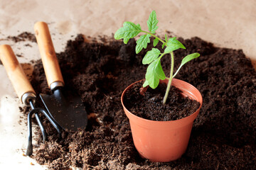 Seedlings planted in peat soil in pots. The concept of horticulture and horticulture. Soil for plants