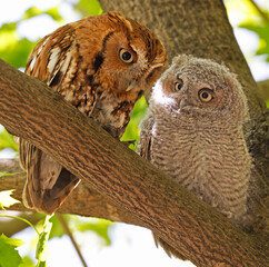 Eastern screech owl mother and baby perched on a tree branch, Quebec, Canada