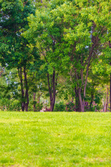 Fototapeta premium Beijing Nanyuan Forest Wetland Park Natural Scenery