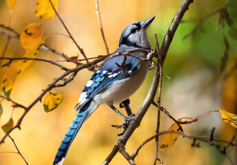 A Blue Jay songbird, posing in a tree in late Fall with a colorful, seasonal background.