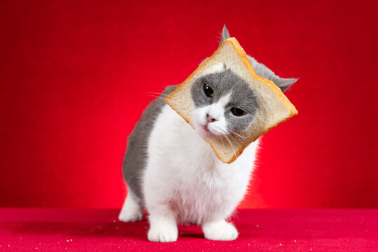 cute british shorthair cat with slice of bread on the head on red background horizontal composition