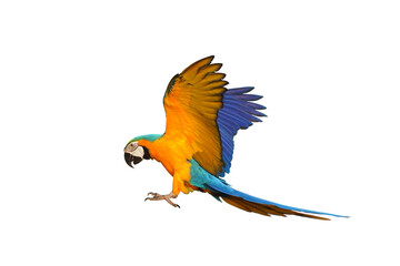 Colorful Blue and gold macaw parrot flying isolated on transparent background png file © Passakorn