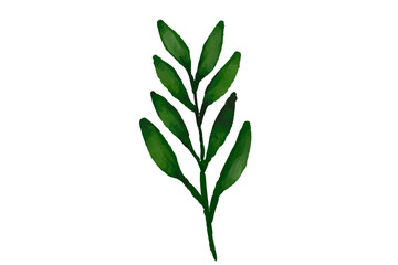 Botanical Watercolor Illustration, watercolor, illustration, leaf, botanical, nature, spring, design, summer, flower, floral, drawing, decoration, plant, art, green, branch, vintage, bouquet, leaves, 