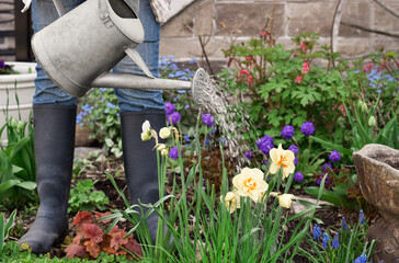 Woman watering plants in garden with watering can in a spring