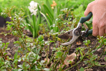 Person's hand pruning rose bush with garden shears in a garden