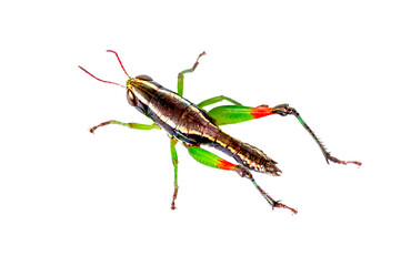 A leaf Japanese grasshopper (Oxya japonica), Acrididae bug rice grasshopper combination of brown,...
