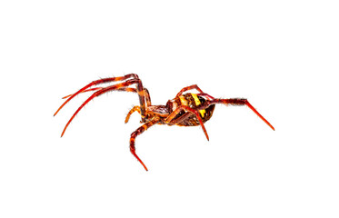 A spider has a combination of brown and orange colors