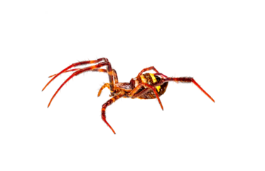 A spider has a combination of brown and orange colors