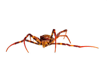 A spider has a combination of brown and orange colors