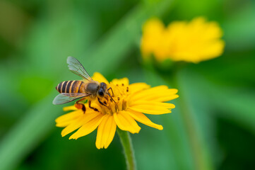 Bee on a yellow flower, macro closeup