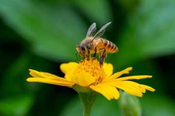 Bee on a yellow flower, macro closeup