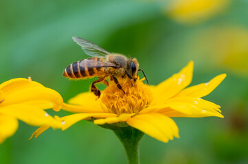 Bee on a yellow flower, macro closeup