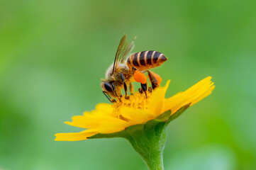 Bee on a yellow flower, macro closeup