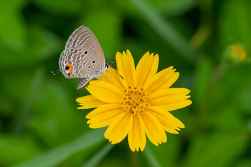 Butterfly on yellow flower, macro closeup