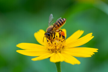 Bee on a yellow flower, macro closeup