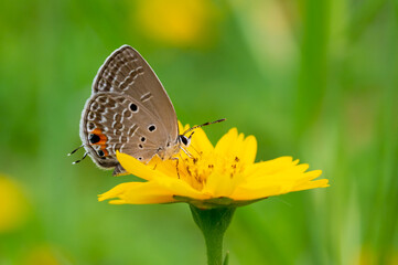 Butterfly on yellow flower, macro closeup