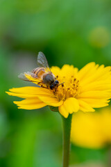 Bee on a yellow flower, macro closeup