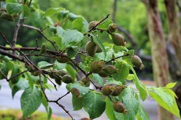 新緑の中丸い実を付けた蝋梅　