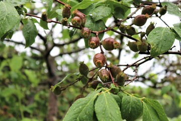 新緑の中丸い実を付けた蝋梅　