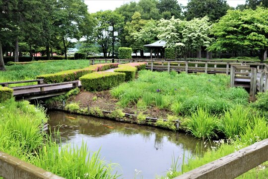 新緑の頃　白いヤマボウシの花　池　穏やかな公園
