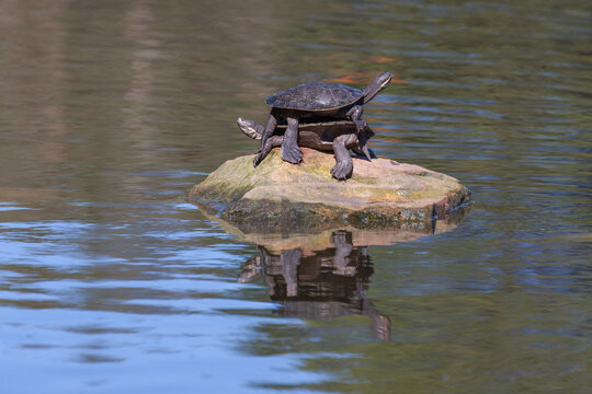 A Macquarie Turtle (Emydura macquarii), also called Sydney basin turtle, on top of another, in Centennial Park, Sydney, Australia. They stand on a rock, basking in the sun, reflections in the water.