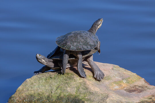 A Macquarie Turtle (Emydura macquarii), also called Sydney basin turtle, on top of another, in Centennial Park, Sydney, Australia. They stand on a rock, basking in the sun.
