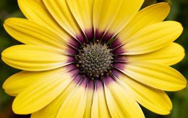Yellow Daisy Flower