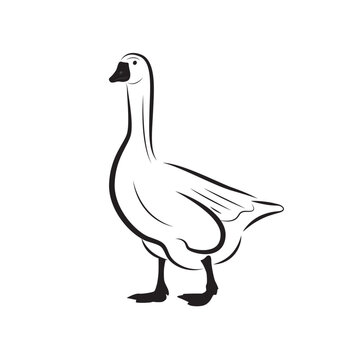 recommend clip art: Cute duck vector isolated on white. Mallard duck. 