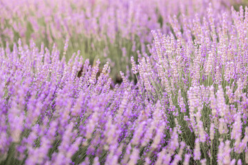 Obraz premium Lavender bushes closeup on sunset. Sunset gleam over purple flowers of lavender. Provence region of France.