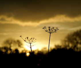 Silhouettes of grass flowers in the middle of the field in the golden light.